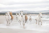 Komar White Horses Fototapete 368x254cm | Yourdecoration.de