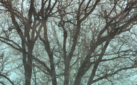Komar Whispering Woods Vlies Fototapete 400x250cm 4 bahnen | Yourdecoration.at