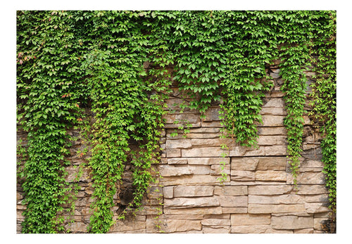 Fototapete - Ivy Wall - Vliestapete