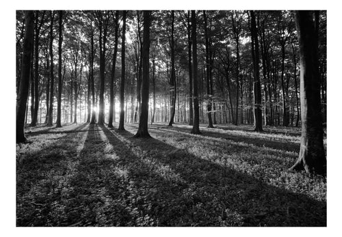 Fototapete - The Light in the Forest - Vliestapete