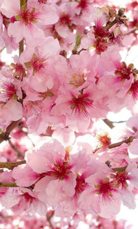 Dimex Apple Blossom Fototapete 150x250cm 2 Bahnen | Yourdecoration.de