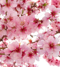 Dimex Apple Blossom Fototapete 225x250cm 3 Bahnen | Yourdecoration.de