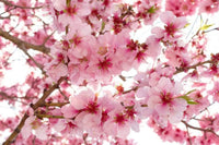Dimex Apple Blossom Fototapete 375x250cm 5 Bahnen | Yourdecoration.de