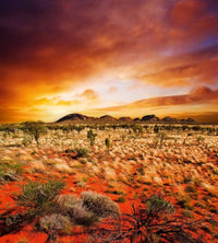 Dimex Australian Landscape Fototapete 225x250cm 3 Bahnen | Yourdecoration.de