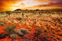 Dimex Australian Landscape Fototapete 375x250cm 5 Bahnen | Yourdecoration.de