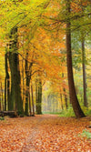 Dimex Autumn Forest Fototapete 150x250cm 2 Bahnen | Yourdecoration.de