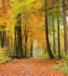 Dimex Autumn Forest Fototapete 225x250cm 3 Bahnen | Yourdecoration.de