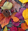 Dimex Autumn Leaves Fototapete 225x250cm 3 Bahnen | Yourdecoration.de