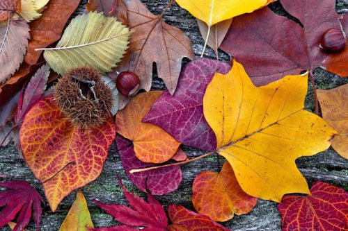 Dimex Autumn Leaves Fototapete 375x250cm 5 Bahnen | Yourdecoration.de