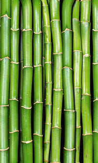 Dimex Bamboo Fototapete 150x250cm 2 Bahnen | Yourdecoration.de