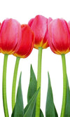 Dimex Bed of Tulips Fototapete 150x250cm 2 Bahnen | Yourdecoration.de