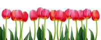 Dimex Bed of Tulips Fototapete 375x150cm 5 Bahnen | Yourdecoration.de