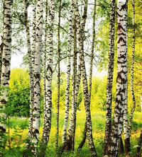 Dimex Birch Forest Fototapete 225x250cm 3 Bahnen | Yourdecoration.de
