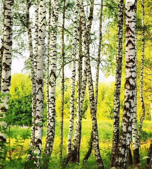 Dimex Birch Forest Fototapete 225x250cm 3 Bahnen | Yourdecoration.de