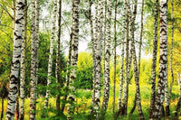 Dimex Birch Forest Fototapete 375x250cm 5 Bahnen | Yourdecoration.de