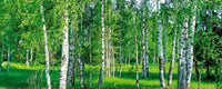 Dimex Birch Grow Fototapete 375x150cm 5 Bahnen | Yourdecoration.de