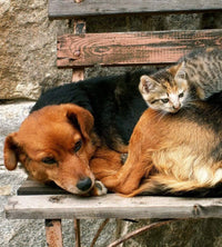 Dimex Cat and Dog Fototapete 225x250cm 3 Bahnen | Yourdecoration.de