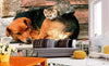 Dimex Cat and Dog Fototapete 375x250cm 5 Bahnen Sfeer | Yourdecoration.nl