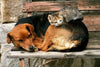 Dimex Cat and Dog Fototapete 375x250cm 5 Bahnen | Yourdecoration.de