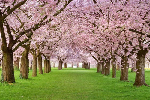 Dimex Cherry Trees Fototapete 375x250cm 5 Bahnen | Yourdecoration.de