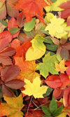Dimex Colorful leaves Fototapete 150x250cm 2 Bahnen | Yourdecoration.de
