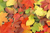 Dimex Colourful Leaves Fototapete 375x250cm 5 Bahnen | Yourdecoration.de