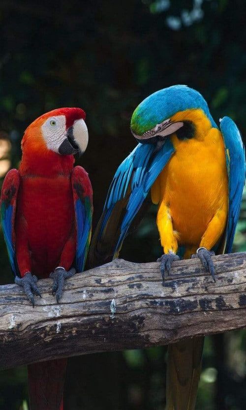 Dimex Colourful Macaw Fototapete 150x250cm 2 Bahnen | Yourdecoration.de