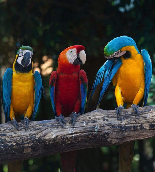 Dimex Colourful Macaw Fototapete 225x250cm 3 Bahnen | Yourdecoration.de