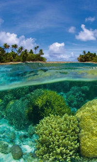Dimex Coral Reef Fototapete 150x250cm 2 Bahnen | Yourdecoration.de