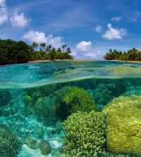 Dimex Coral Reef Fototapete 225x250cm 3 Bahnen | Yourdecoration.de