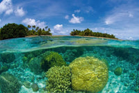 Dimex Coral Reef Fototapete 375x250cm 5 Bahnen | Yourdecoration.de