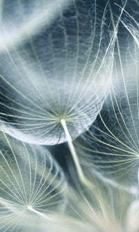 Dimex Dandelion Macro Fototapete 150x250cm 2 Bahnen | Yourdecoration.de