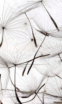 Dimex Dandelion Seeds Fototapete 150x250cm 2 Bahnen | Yourdecoration.de