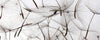 Dimex Dandelion Seeds Fototapete 375x150cm 5 Bahnen | Yourdecoration.de