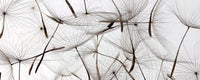 Dimex Dandelion Seeds Fototapete 375x150cm 5 Bahnen | Yourdecoration.de