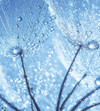 Dimex Dandelion Water Drops Fototapete 225x250cm 3 Bahnen | Yourdecoration.de