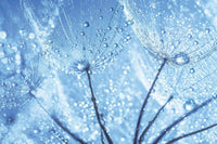Dimex Dandelion Water Drops Fototapete 375x250cm 5 Bahnen | Yourdecoration.de