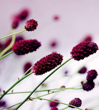 Dimex Floral Violet Fototapete 225x250cm 3 Bahnen | Yourdecoration.de