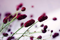 Dimex Floral Violet Fototapete 375x250cm 5 Bahnen | Yourdecoration.de