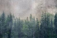 Dimex Forest Abstract Fototapete 375x250cm 5 bahnen | Yourdecoration.de