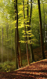 Dimex Forest Fototapete 150x250cm 2 Bahnen | Yourdecoration.de