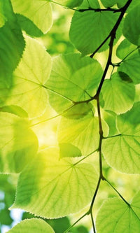 Dimex Green Leaves Fototapete 150x250cm 2 Bahnen | Yourdecoration.de