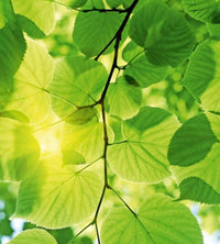 Dimex Green Leaves Fototapete 225x250cm 3 Bahnen | Yourdecoration.de