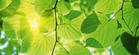 Dimex Green Leaves Fototapete 375x150cm 5 Bahnen | Yourdecoration.de