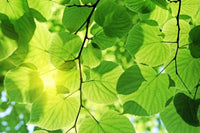 Dimex Green Leaves Fototapete 375x250cm 5 Bahnen | Yourdecoration.de