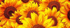 Dimex Helianthus Fototapete 375x150cm 5 Bahnen | Yourdecoration.de