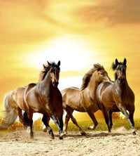 Dimex Horses in Sunset Fototapete 225x250cm 3 Bahnen | Yourdecoration.de