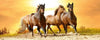 Dimex Horses in Sunset Fototapete 375x150cm 5 Bahnen | Yourdecoration.de