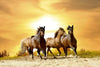 Dimex Horses in Sunset Fototapete 375x250cm 5 Bahnen | Yourdecoration.de