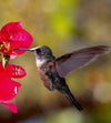 Dimex Hummingbird Fototapete 225x250cm 3 Bahnen | Yourdecoration.de